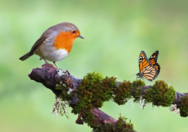 Attract Birds and Butterflies to Your Garden