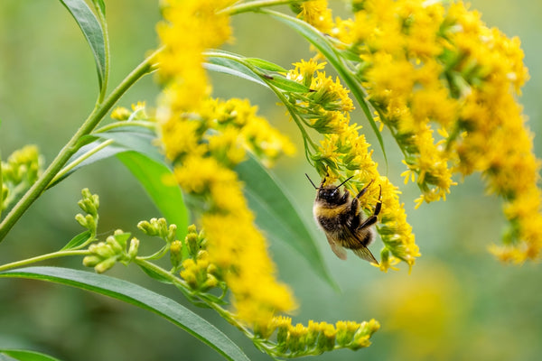 How to Create a Garden That Attracts Wildlife