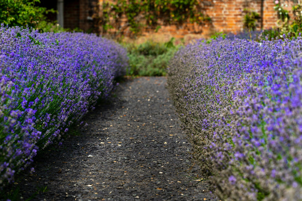 Lavender for Garden