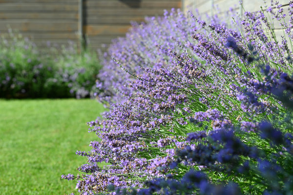 https://www.luxushomeandgarden.com/collections/garden-benches